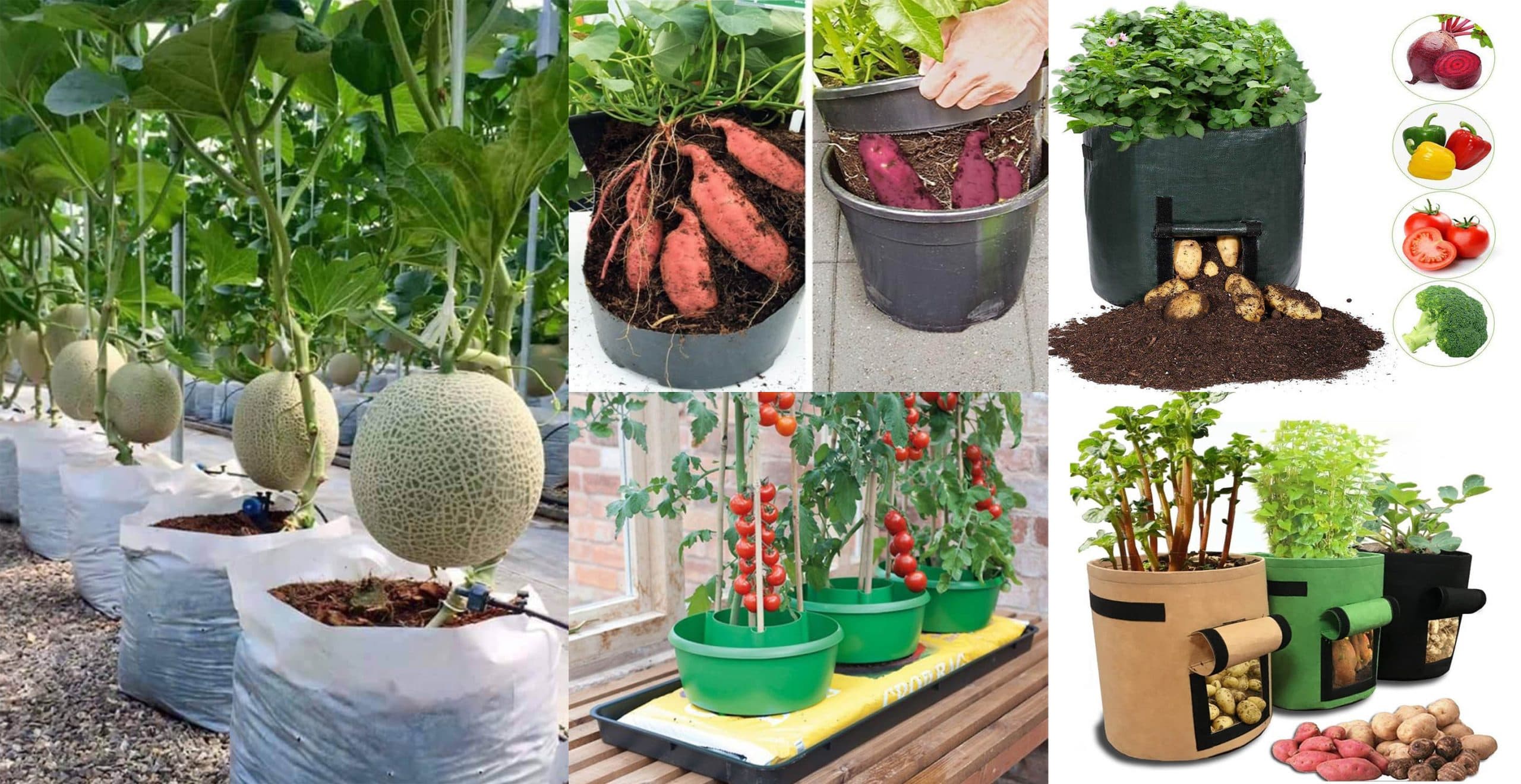 30 Creative Ways To Grow Vegetables
