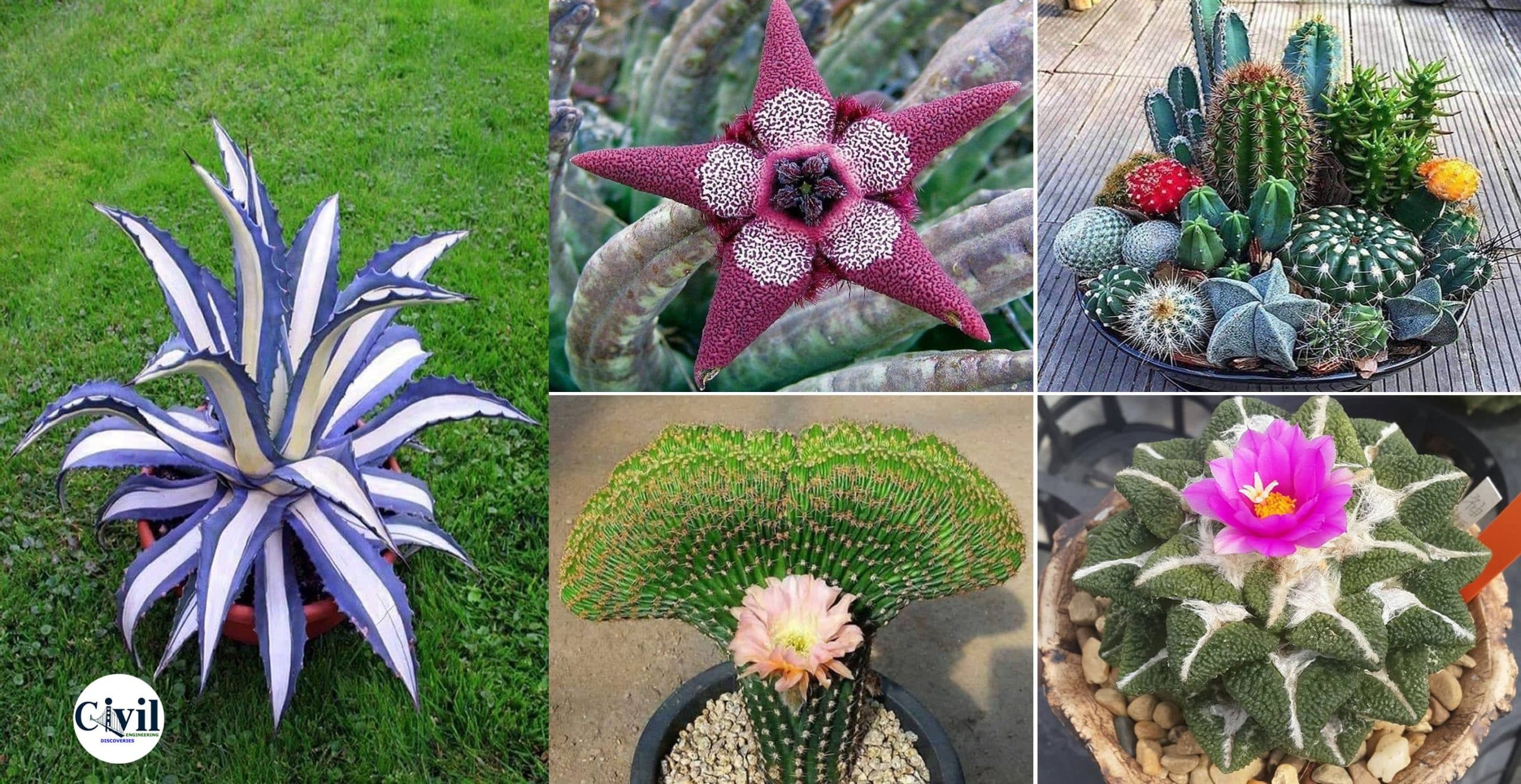 Beautiful Plants That Will Give Life To Your Home!