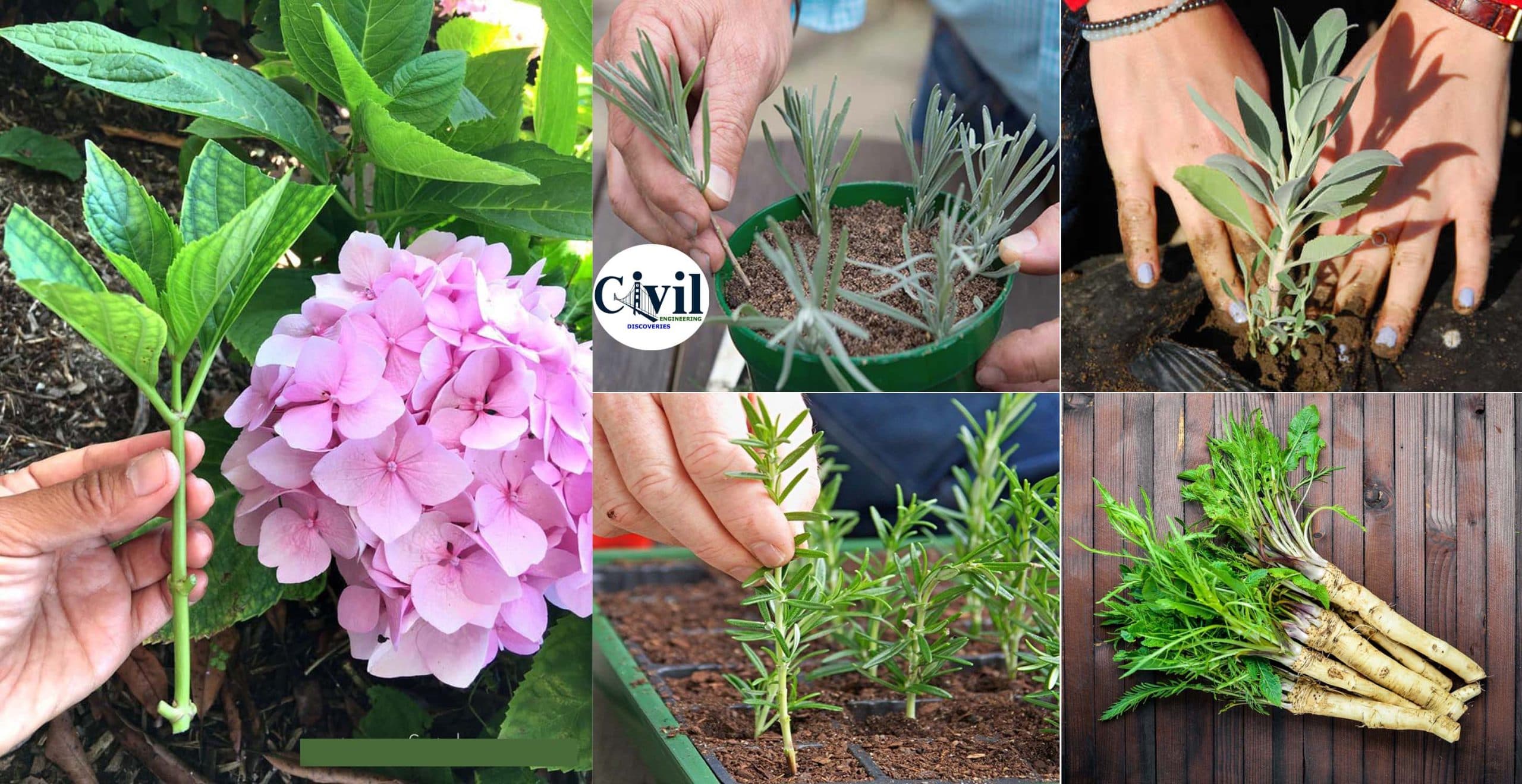 Plants And Herbs Can Propagate From Cuttings