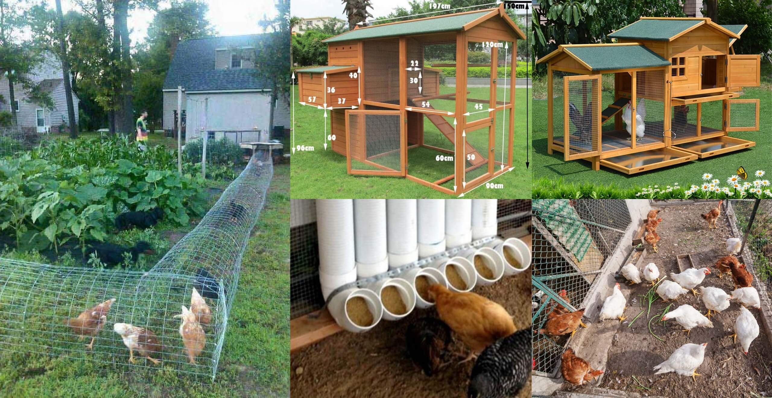 Chicken Coop Layout Ideas
