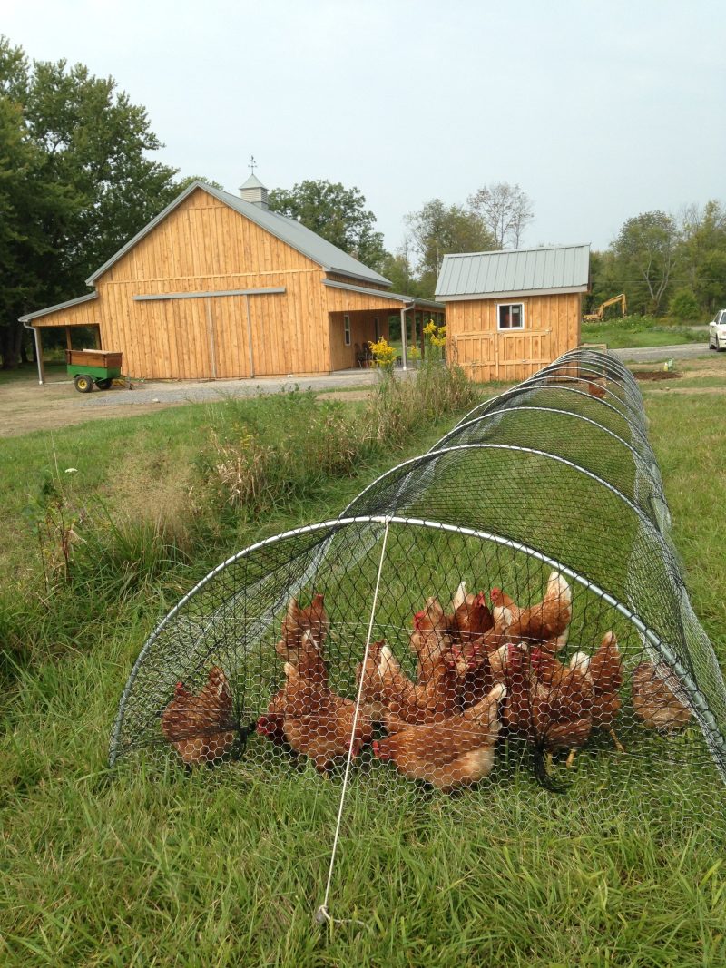 50 Beautiful DIY Chicken Coop Ideas You Can Actually Build ... - B13f2532bD283833512aD09e348D583f 800x1067