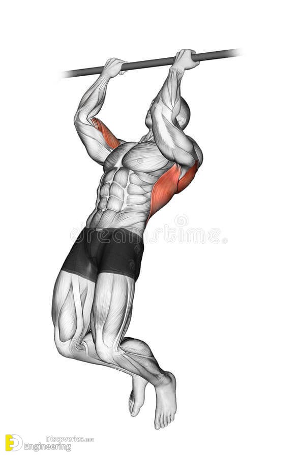 exercising-pulling-up-crossbar-undergrip-bodybuilding-target-muscles-marked-red-44162617.jpg