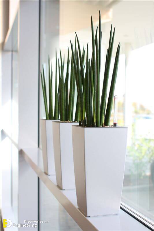 d011a3b3c58eed1126e42c4afb30ae10-tall-plants-indoor-plants.jpg