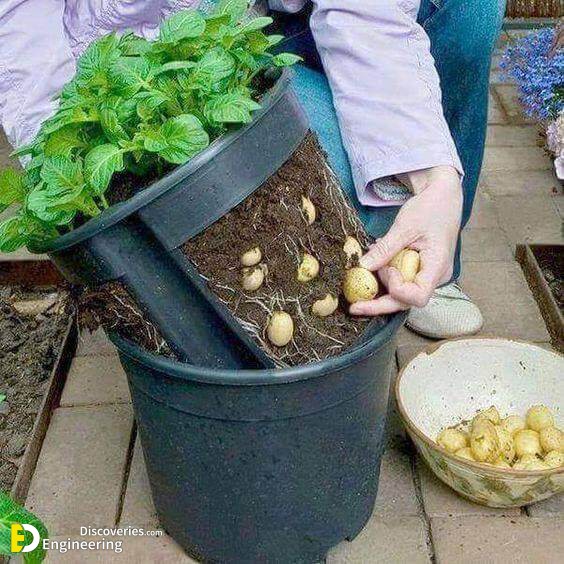 Grow-Potatoes-In-A-Bucket.jpg