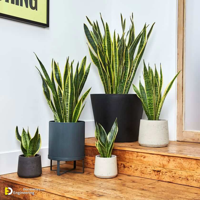 snake-plant-dda326.jpg