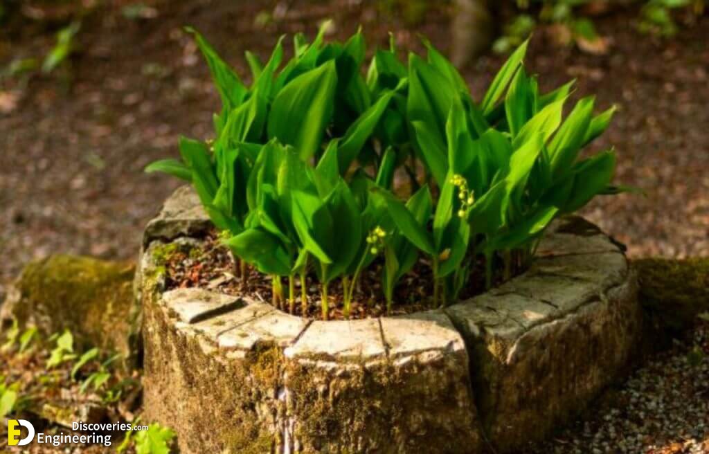 10-Best-DIY-Cheap-Container-Gardening-Ideas-Anyone-Can-Use-6-1024x656-1.jpg