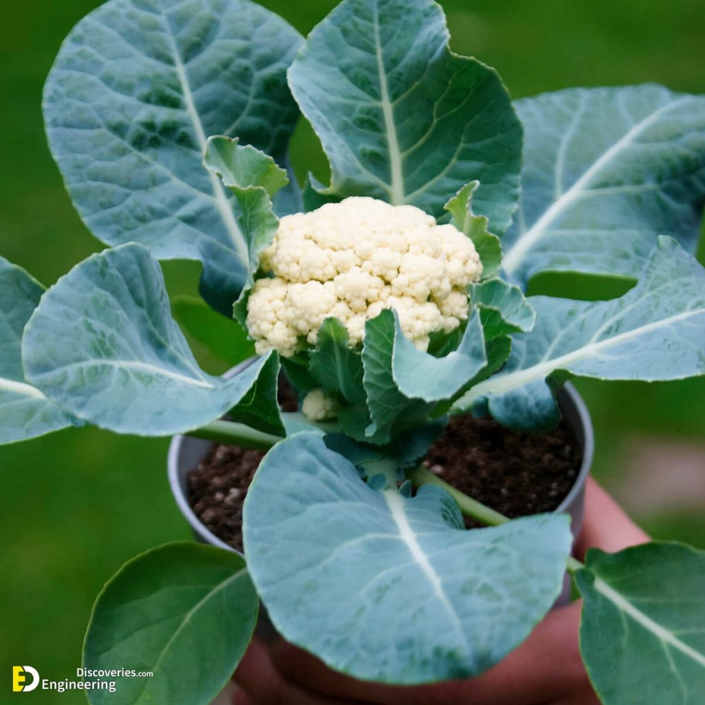 30 Easy Container Vegetable Garden Ideas For Your Yard Engineering