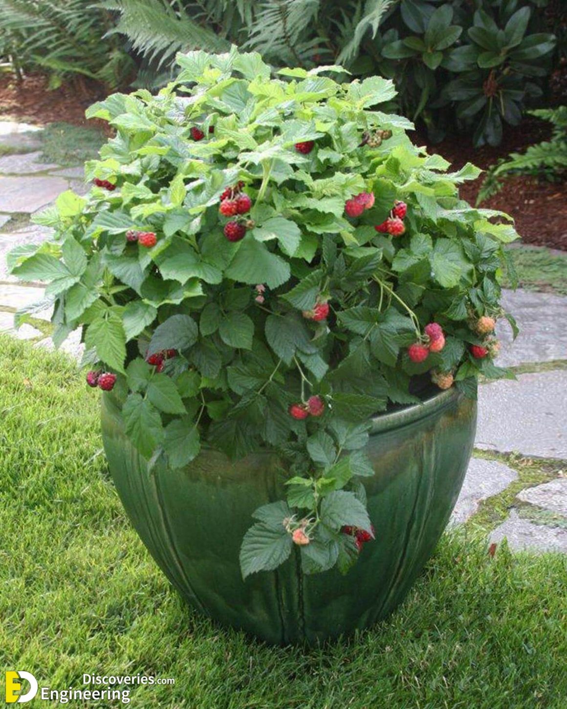 how-to-grow-vegetables-at-home-in-pots-engineering-discoveries