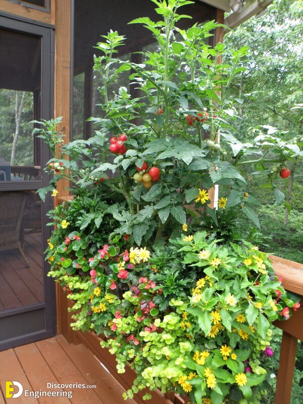 Crawford-deck-container-garden-Husky-Cherry-Red_web.jpg