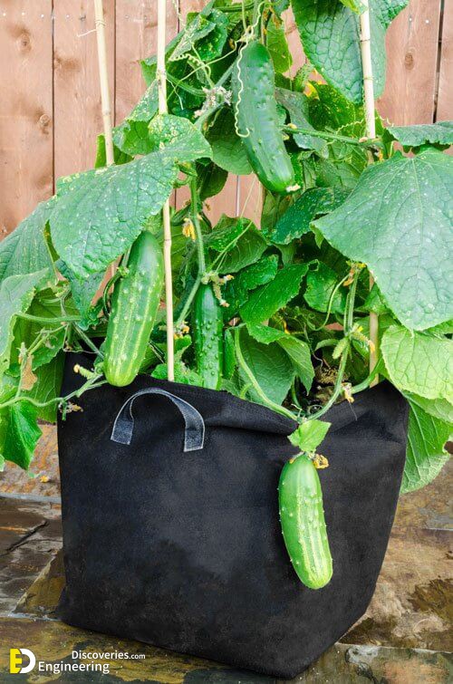 GrowbagCucumber.jpg
