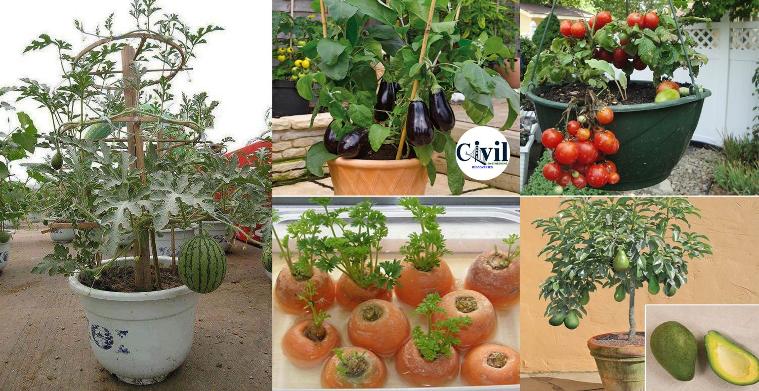 how-to-grow-vegetables-at-home-in-pots-engineering-discoveries