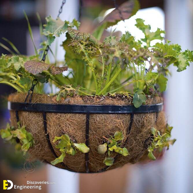Lettuce_Basket_DSC_1948-56a1c0065f9b58b7d0c23d21.jpg