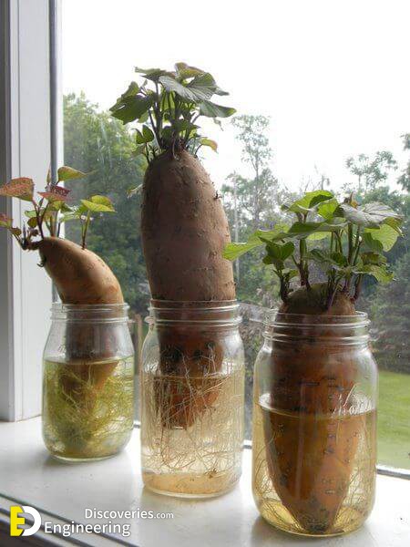 RegrowVegetables11.jpg
