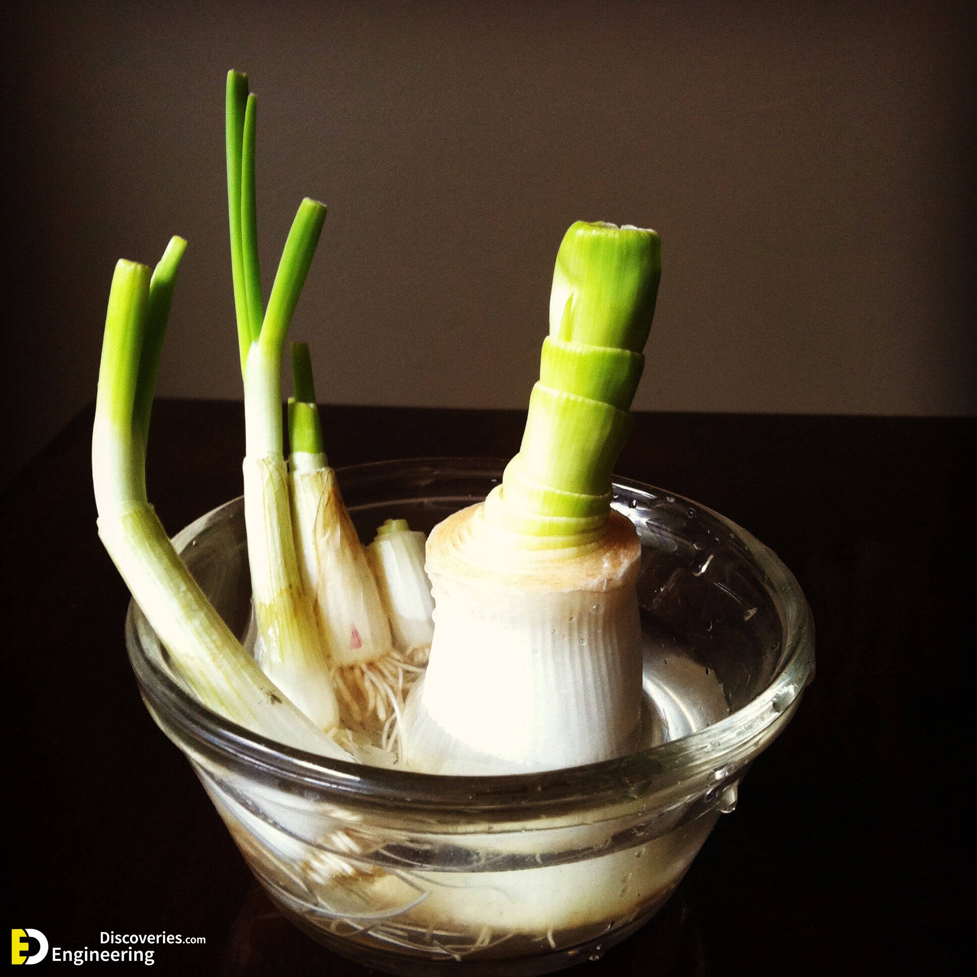 RegrowVegetables13.jpg