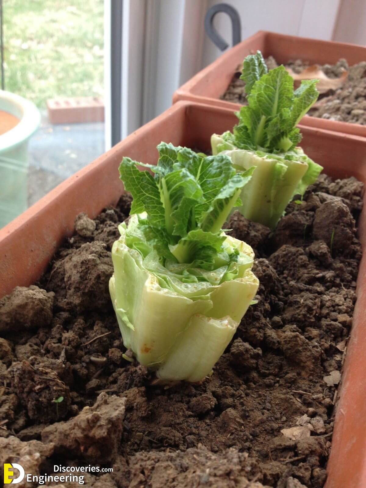 RegrowVegetables2.jpg