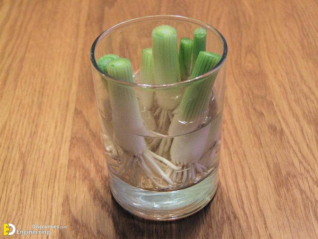 RegrowVegetables4.jpg