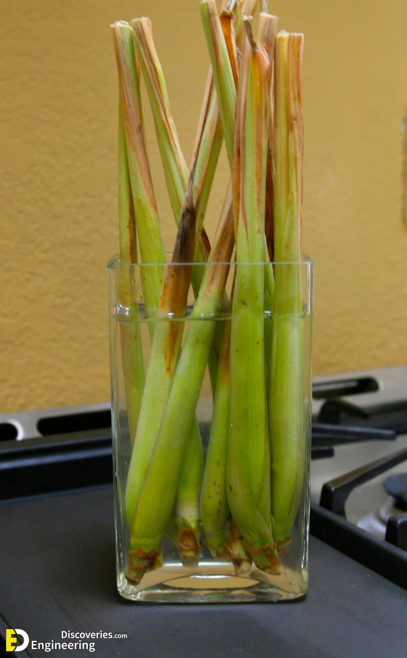 RegrowVegetables9.jpg