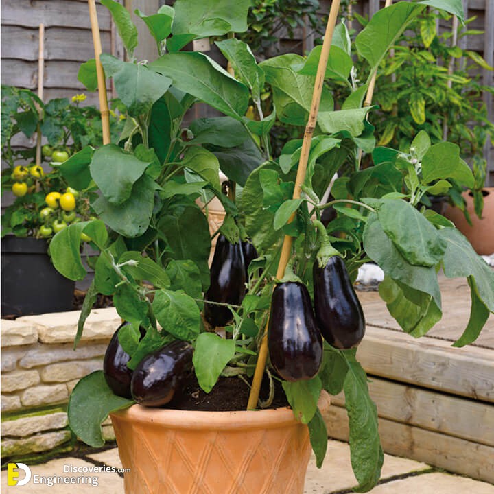 aubergine_3.jpg