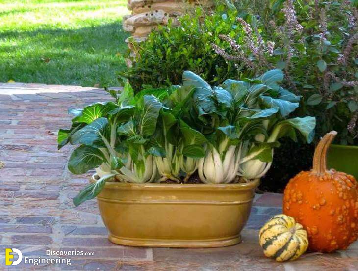 bok-choy-in-pot.jpg