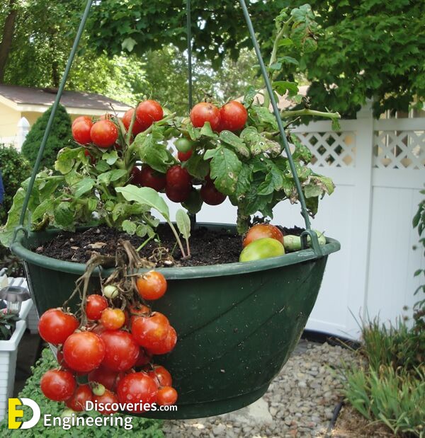 how-to-grow-organic-vegetables-at-home-1b.jpg
