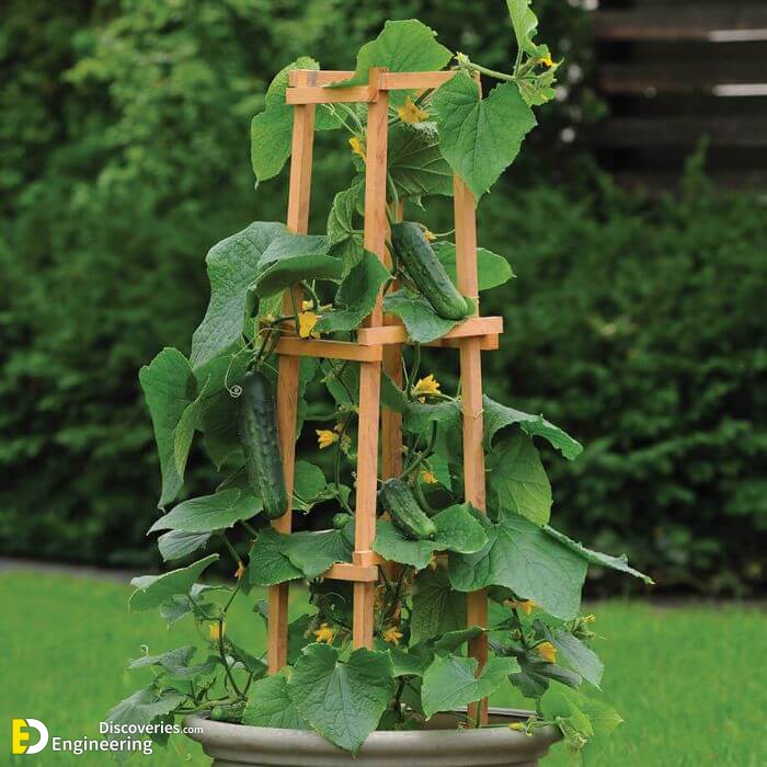 patiosnackercucumber-patiosnackercucumber-image-14651-patio-snacker.jpg