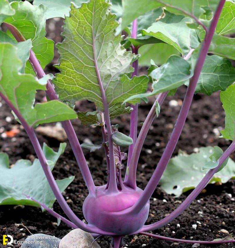 Most Colorful Vegetables To Make Your Garden More Attractive ...