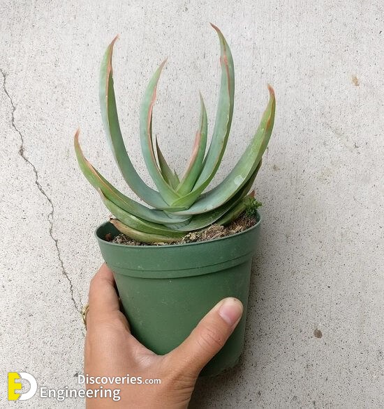 23 Different Types Of Aloe Vera To Grow In Containers Engineering Discoveries 3361