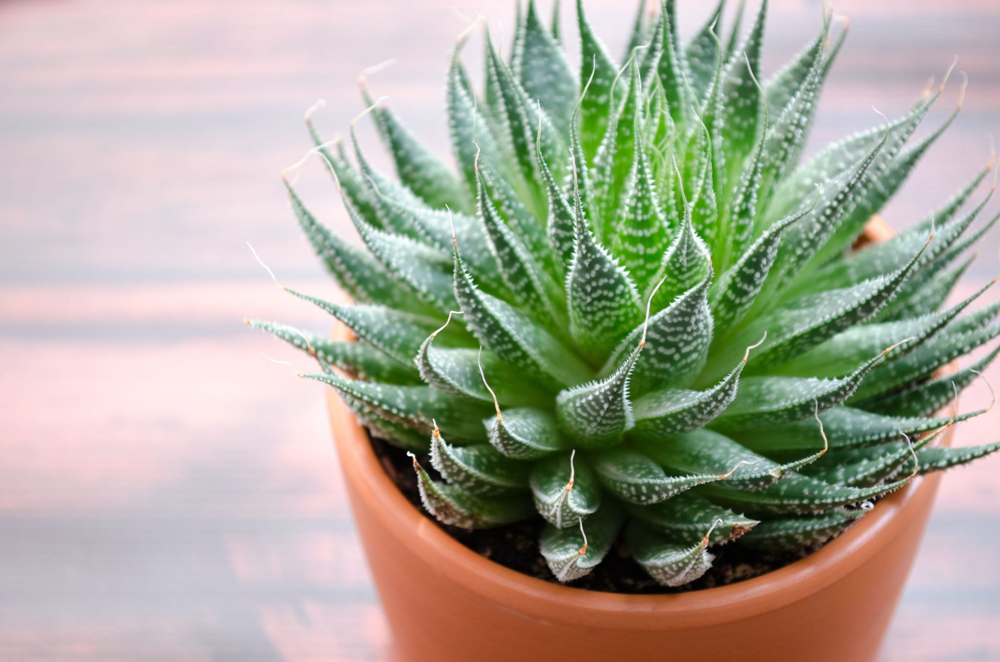 23 Different Types Of Aloe Vera To Grow In Containers Engineering 6060