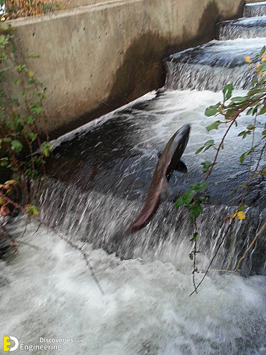 Different Types Of Fish Ladders (Fishways) Engineering Discoveries