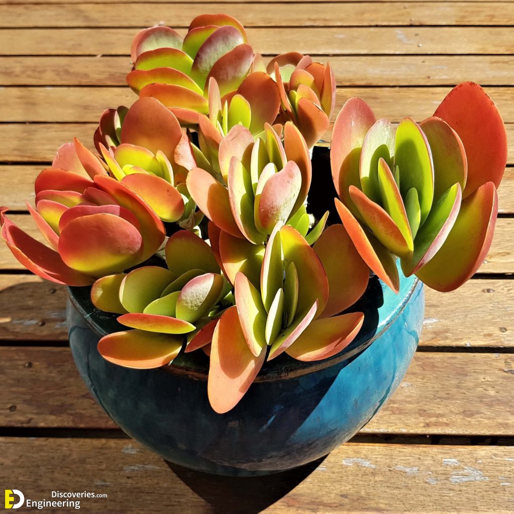 12 Amazing Orange Houseplants You Can Grow Engineering Discoveries