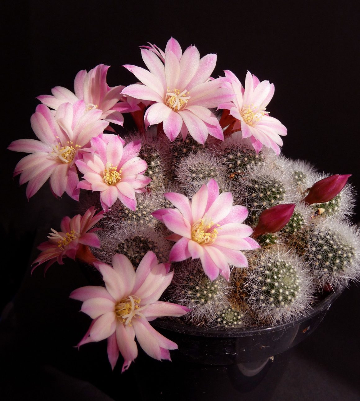 35 Best Flowering Cactus Plants Engineering Discoveries