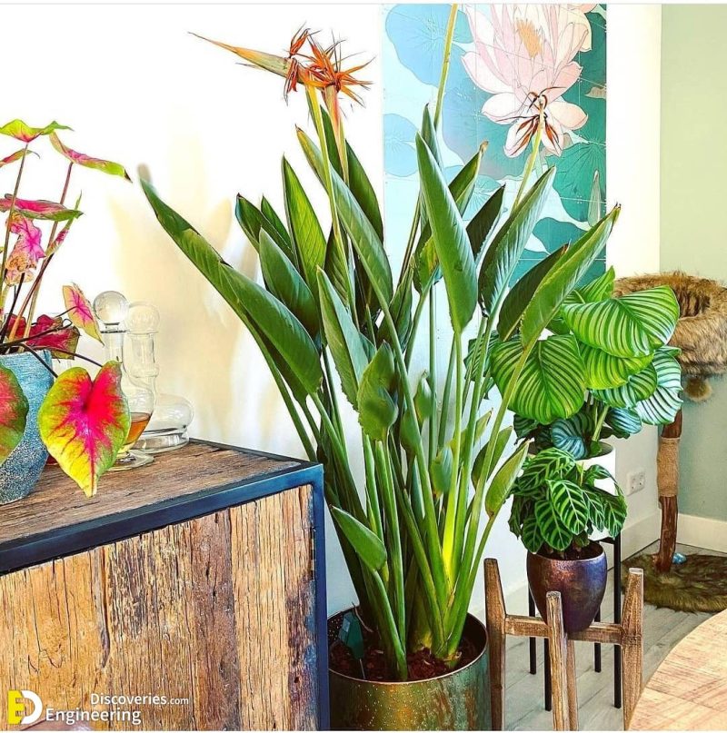 13 Statement Hotel Plants You Can Grow In Your Home Engineering