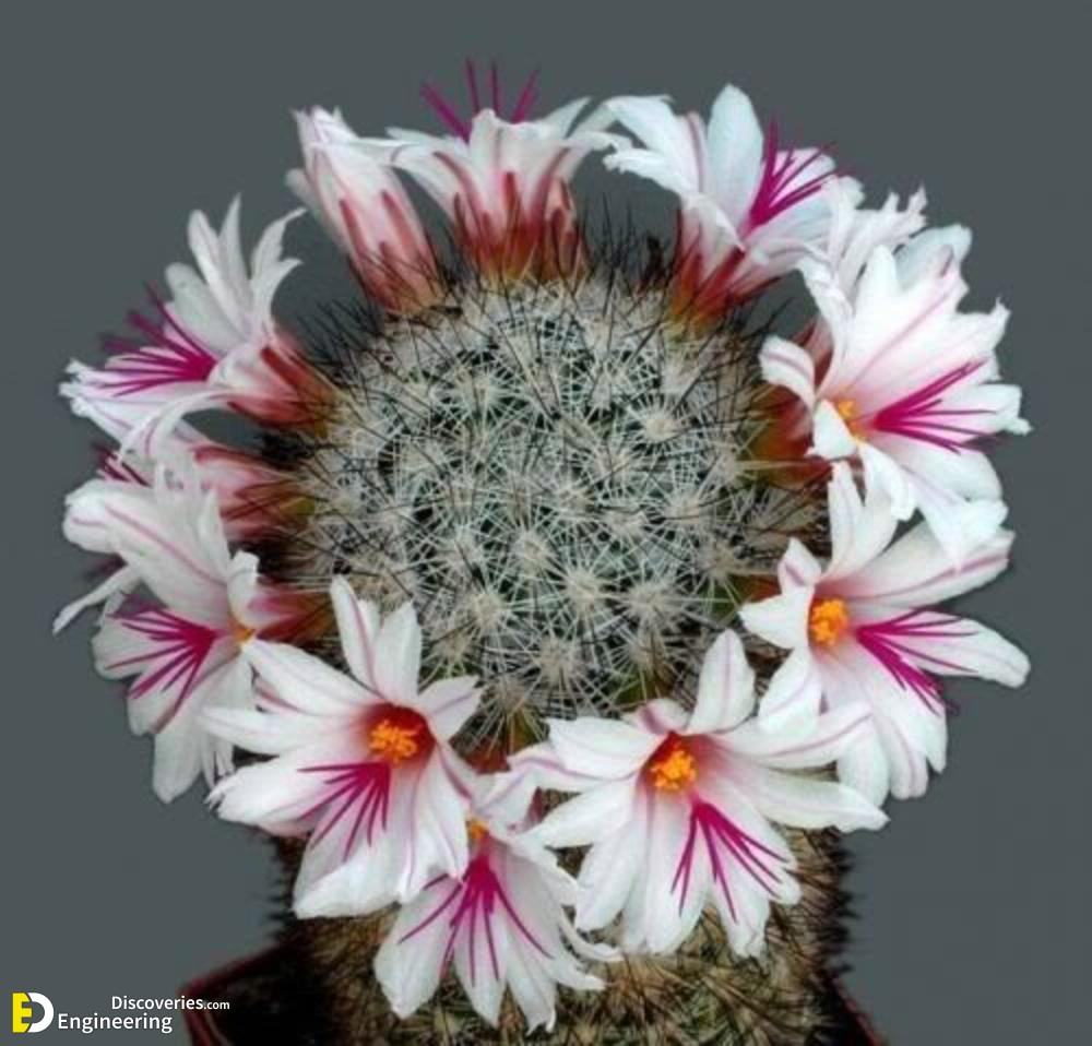 Top 5 Most Beautiful Cactus Flowers •  • Earthpedia