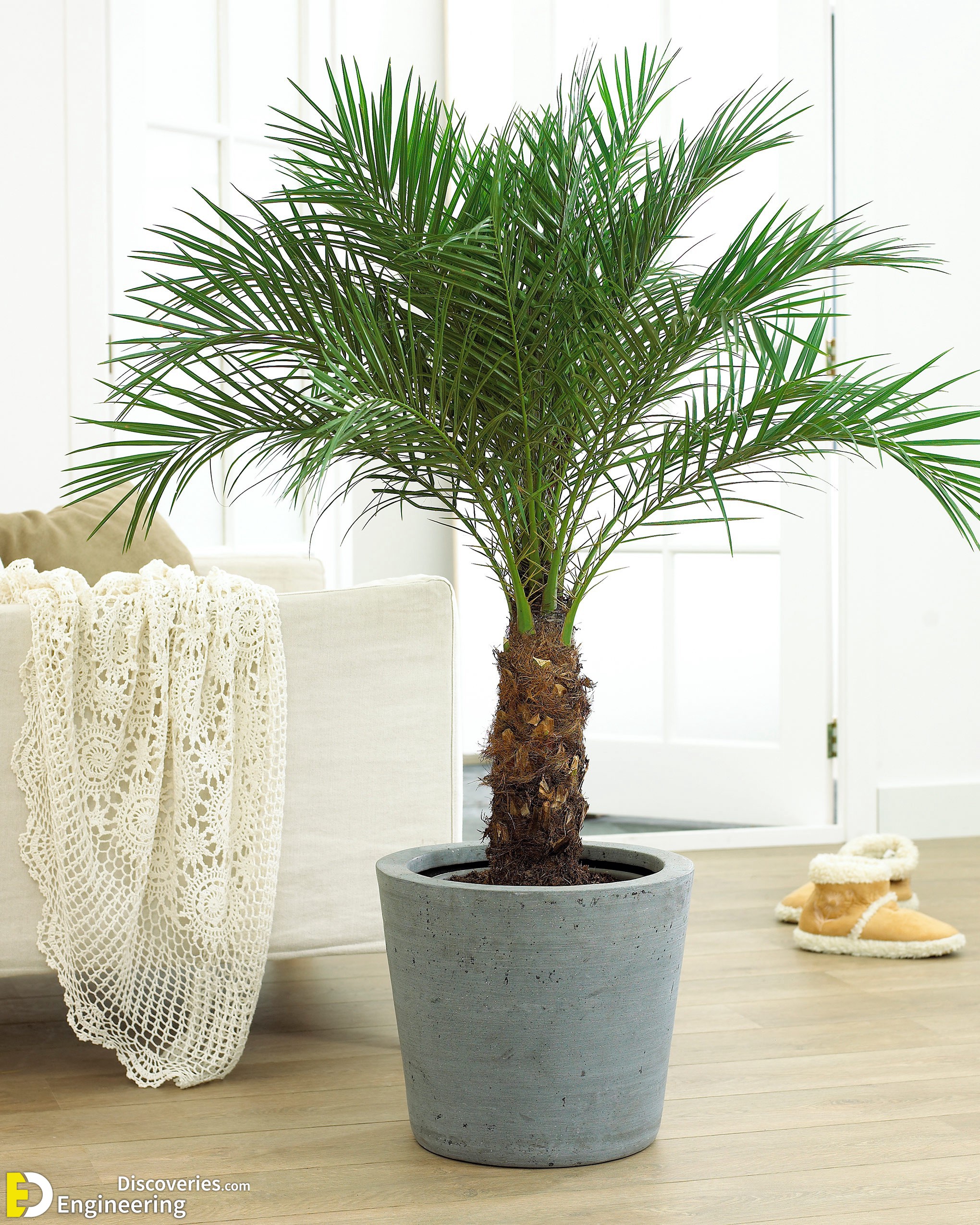 12 Best Dwarf Palms For Homes Engineering Discoveries