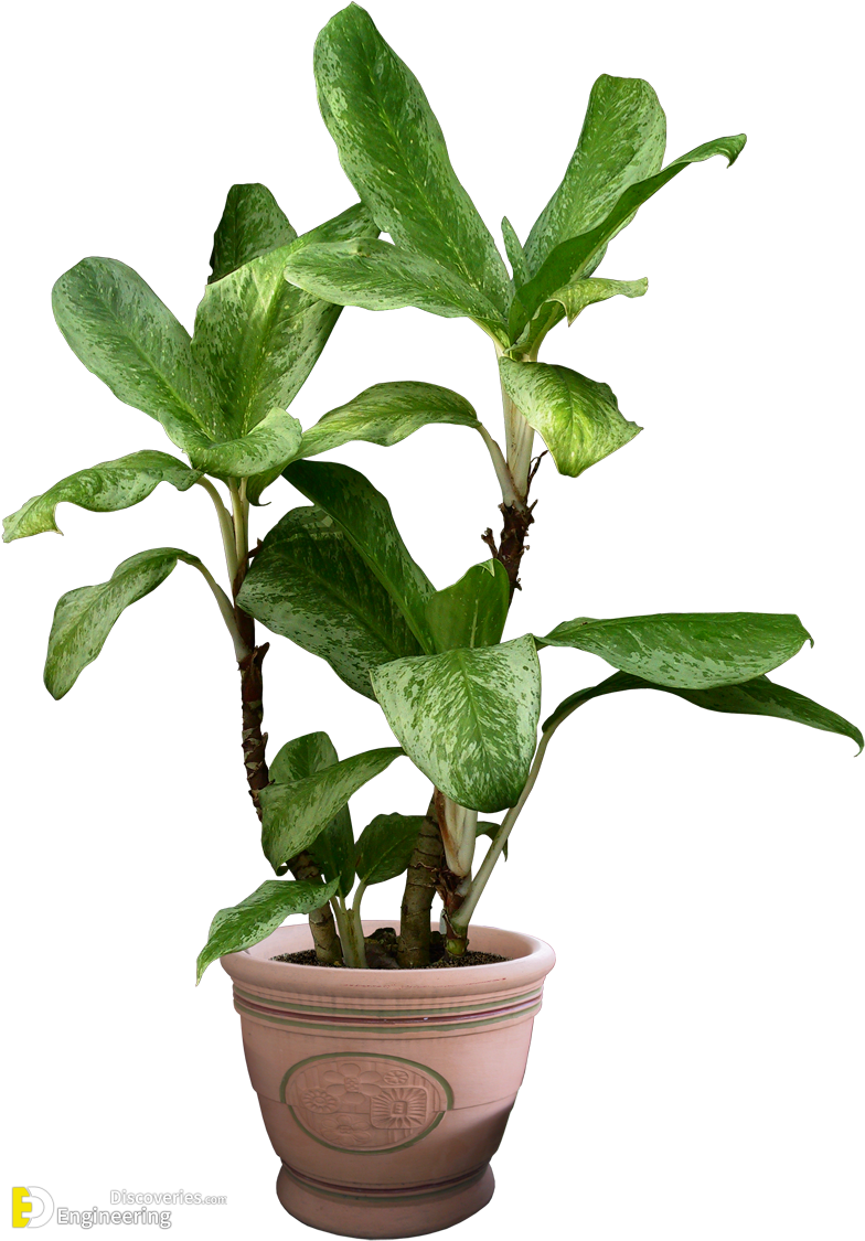 86-863584_potted-plants-clipart-transparent-background-transparent-background-plants.png