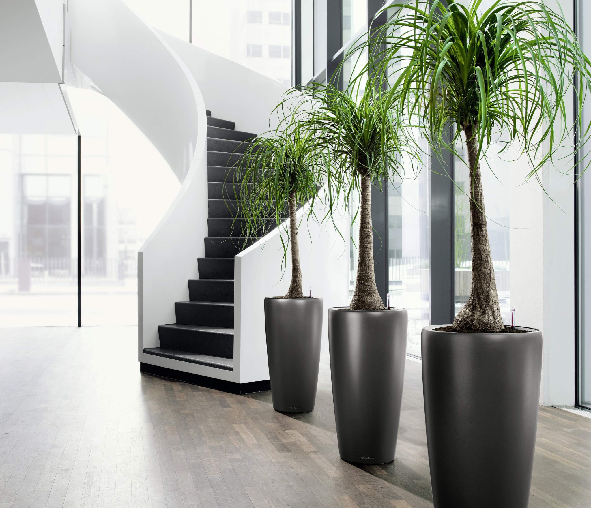 13 Statement Hotel Plants You Can Grow In Your Home Engineering