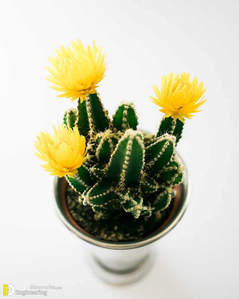 Cactuses_White_background_Yellow_555940_819x1024.jpg