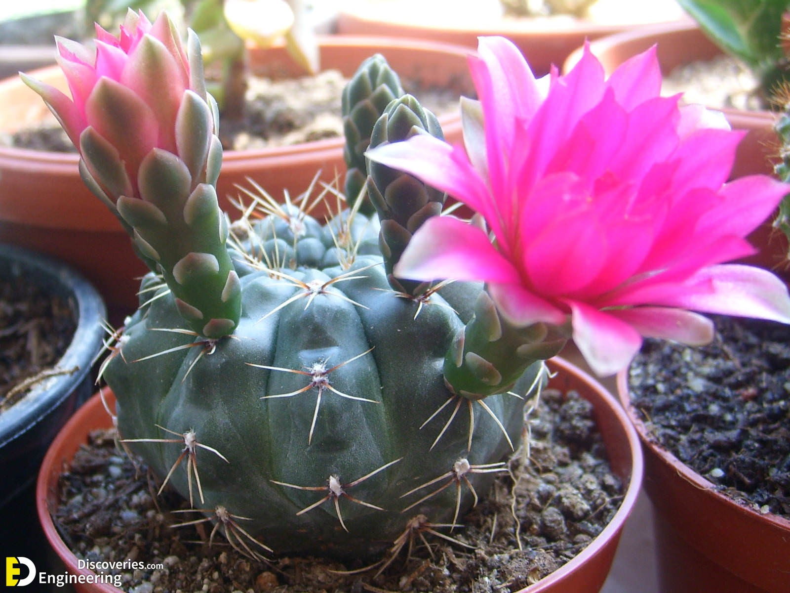 Gymnocalycium-baldianum.jpg