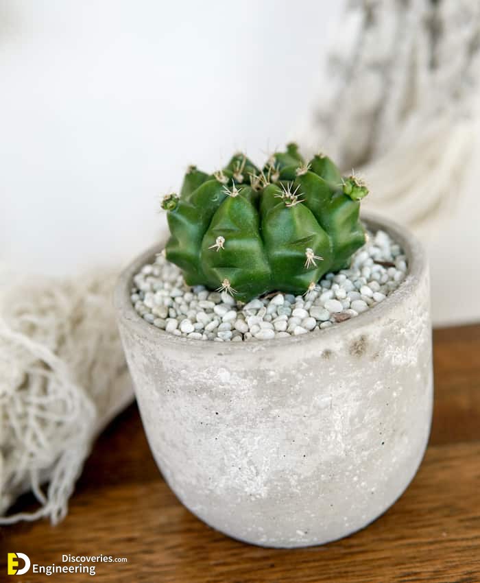 Gymnocalycium_Chin_Cactus_Cement_Planter-2.jpg