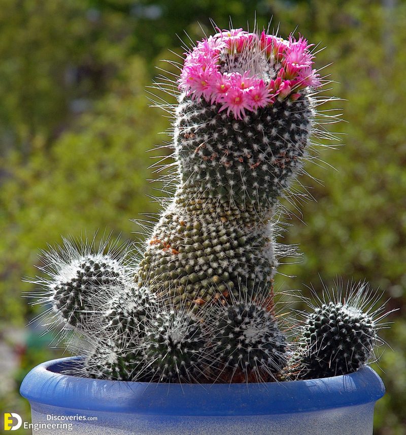 35 Best Flowering Cactus Plants Engineering Discoveries