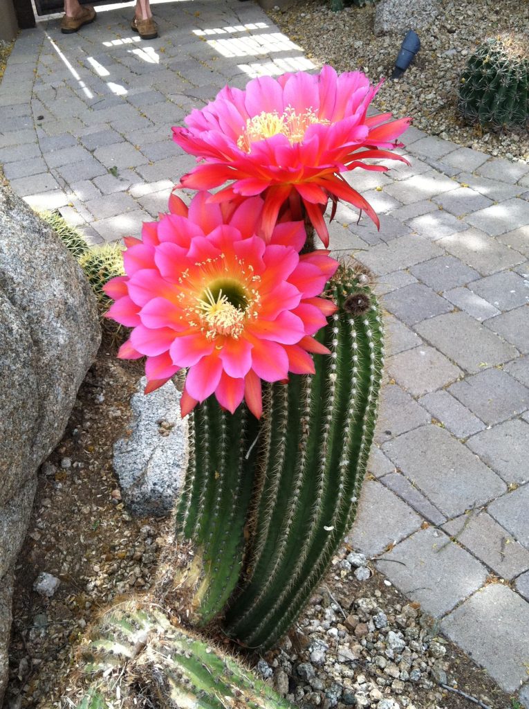Top 35 Most Beautiful Cactus Flowers To Grow Engineering Discoveries