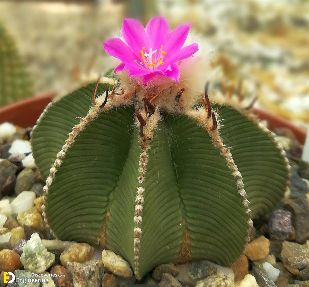 aztekium-hintonii-xxl.jpg