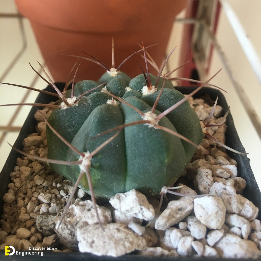 gymnocalycium-eurypleurum.jpeg