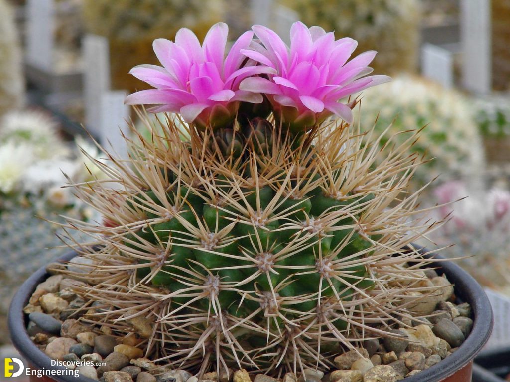 35 Best Flowering Cactus Plants | Engineering Discoveries