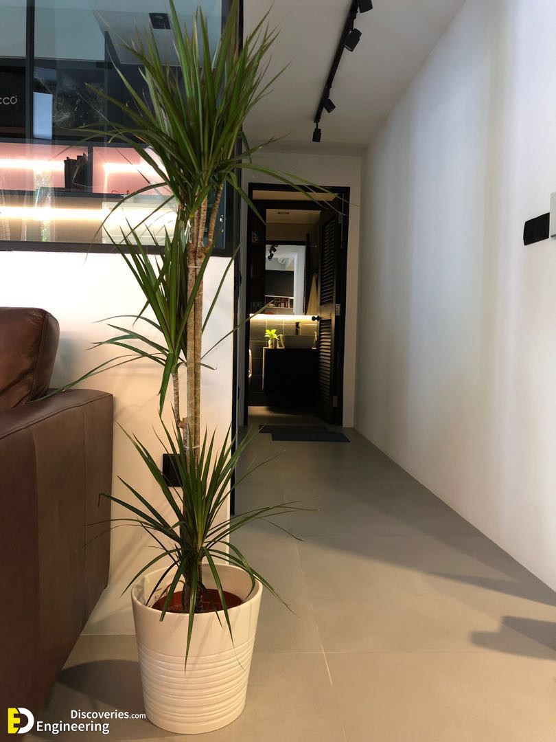 indoor_plant_dracaena_marginata_1550930464_b29fbe46-2.jpg