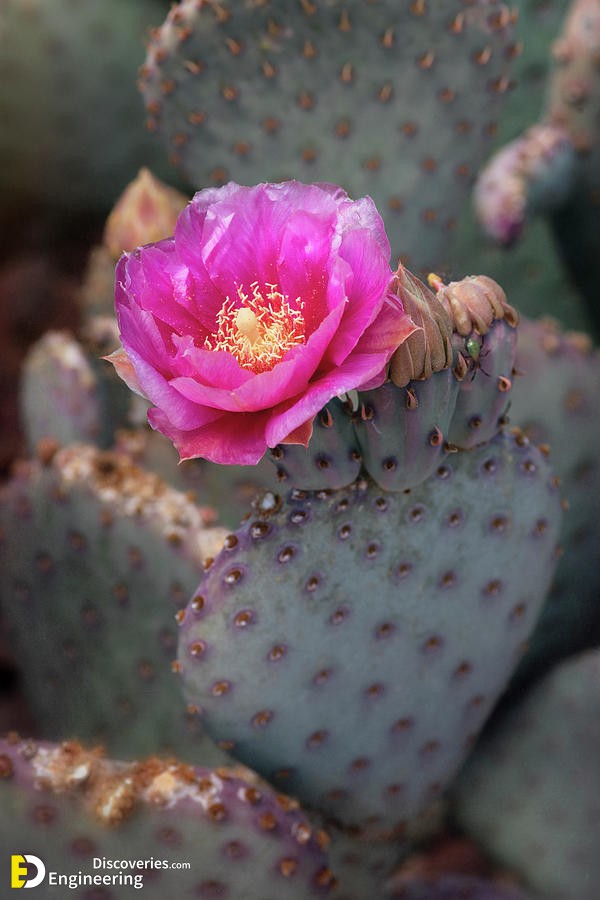 pink-opuntia-cactus-flower-saija-lehtonen.jpg