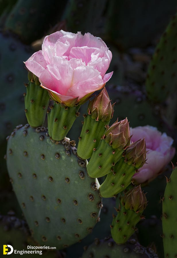 pretty-in-pink-prickly-pear-saija-lehtonen.jpg