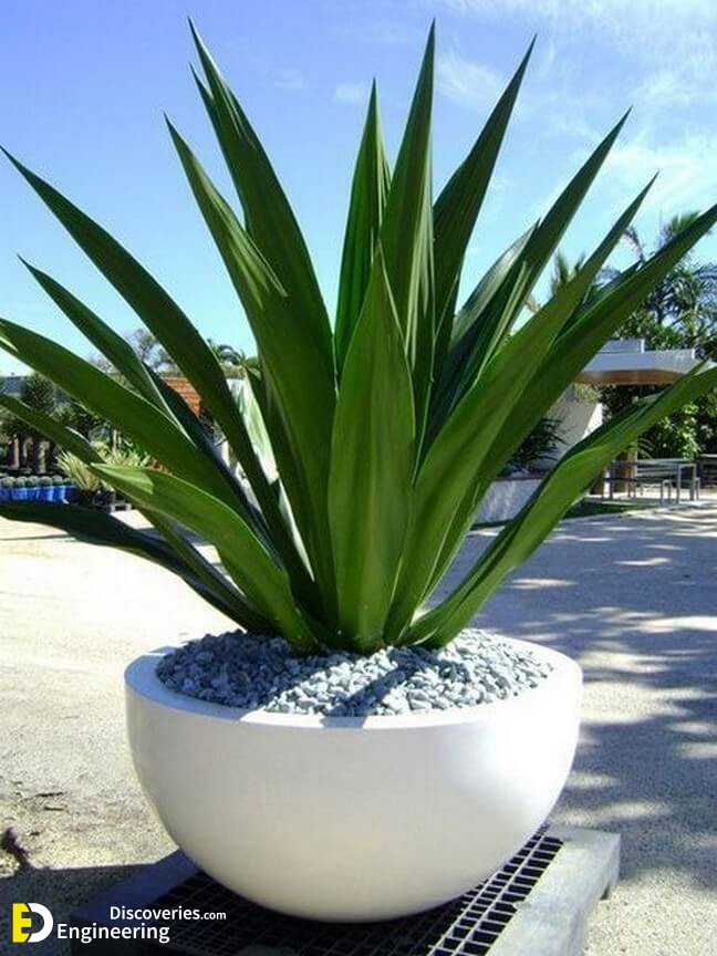 √85-Easy-Container-Gardening-Ideas-for-Your-Potted-Plants-Page-43.jpg