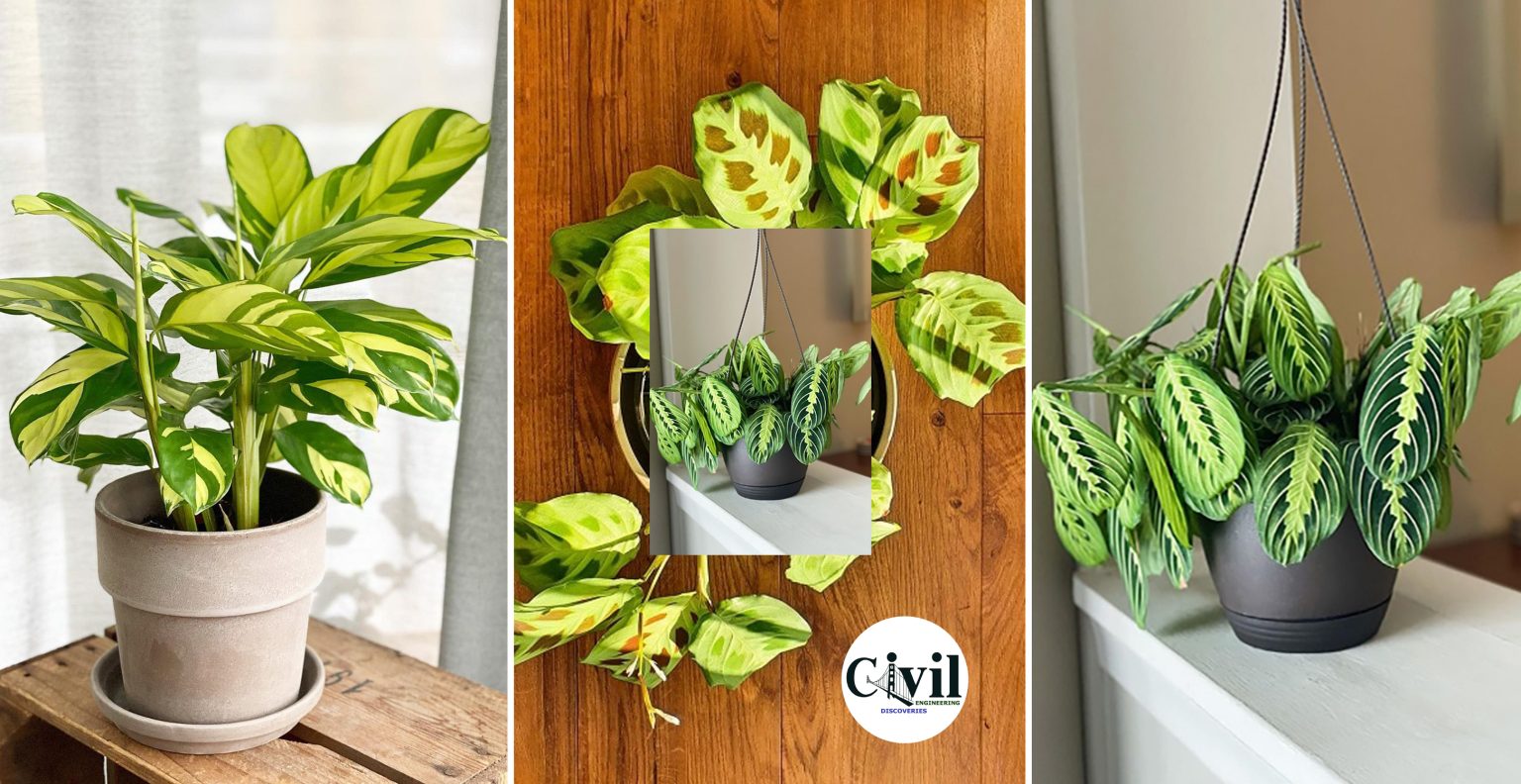 10 Most Beautiful Types Of Prayer Plants Engineering Discoveries