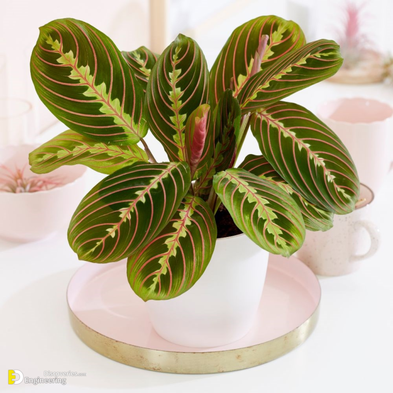 10 Most Beautiful Types Of Prayer Plants | Engineering Discoveries